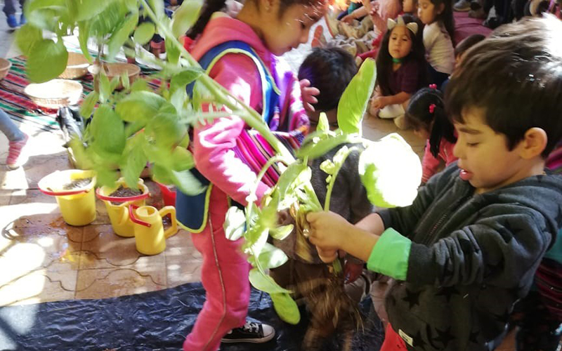 Niñas y niños celebran tradicional fiesta de la siembra de la papa