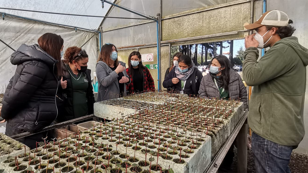 Seremi de Medio Ambiente entrega árboles nativos a jardines infantiles de la Junji Biobío